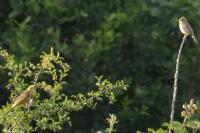 Emberiza citrinella