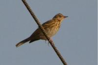 Anthus trivialis