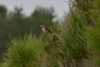 Lanius collurio