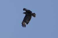 Buteo buteo
