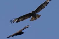 Buteo buteo