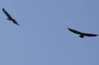 Buteo buteo