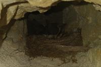 Phoenicurus ochruros