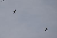 Milvus migrans