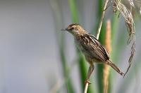 Cisticola juncidis