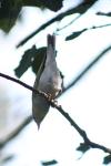 Phylloscopus sibilatrix
