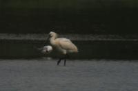 Platalea leucorodia