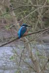 Alcedo atthis
