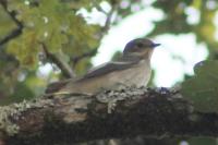 Ficedula hypoleuca