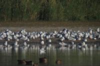 Hydroprogne caspia