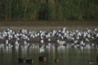 Hydroprogne caspia