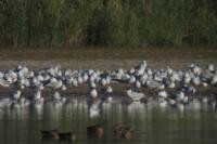 Hydroprogne caspia
