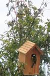 Parus major