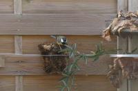 Parus major
