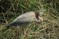 Ardea purpurea
