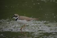 Charadrius dubius
