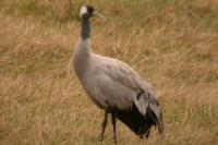 Grus grus