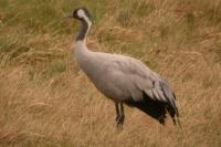 Grus grus