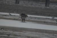 Haliaeetus albicilla