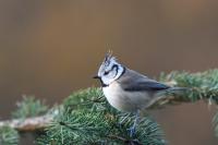 Lophophanes cristatus