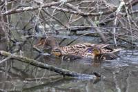 Anas platyrhynchos