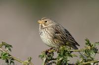 Emberiza calandra