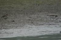 Calidris temminckii