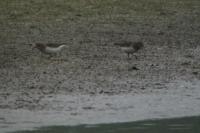 Calidris temminckii