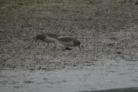 Calidris temminckii