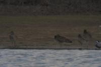Numenius phaeopus