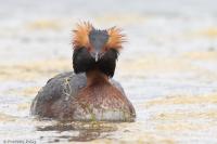 Podiceps auritus