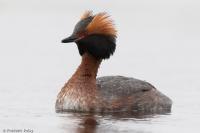 Podiceps auritus