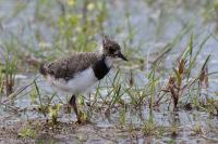 Vanellus vanellus