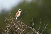 Lanius collurio