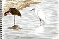 Plegadis falcinellus