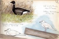 Branta bernicla