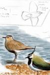 Vanellus gregarius