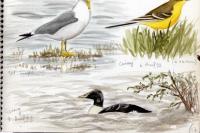 Somateria mollissima