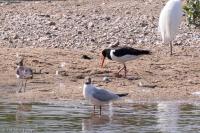 Haematopus ostralegus