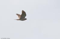 Accipiter gentilis