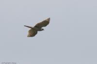 Accipiter gentilis