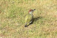 Picus viridis