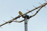 Emberiza cirlus