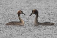 Podiceps cristatus