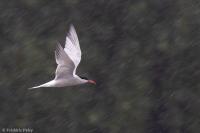 Sterna hirundo