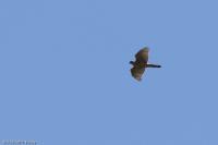 Accipiter gentilis