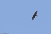 Accipiter gentilis