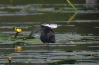 Chlidonias leucopterus