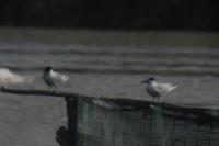 Thalasseus sandvicensis