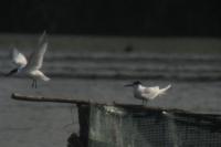 Thalasseus sandvicensis